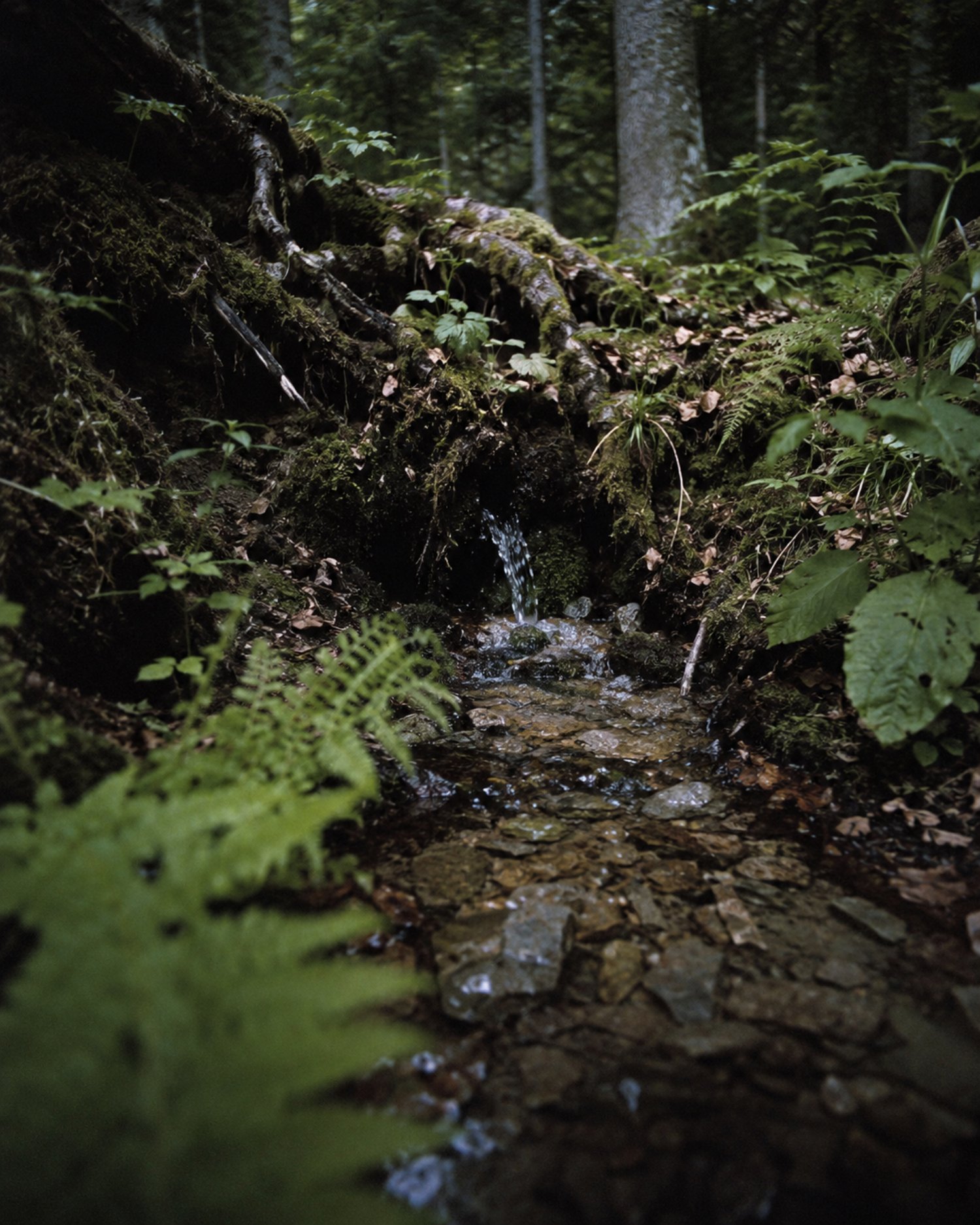 Source naturelle dans le Massif des Vosges